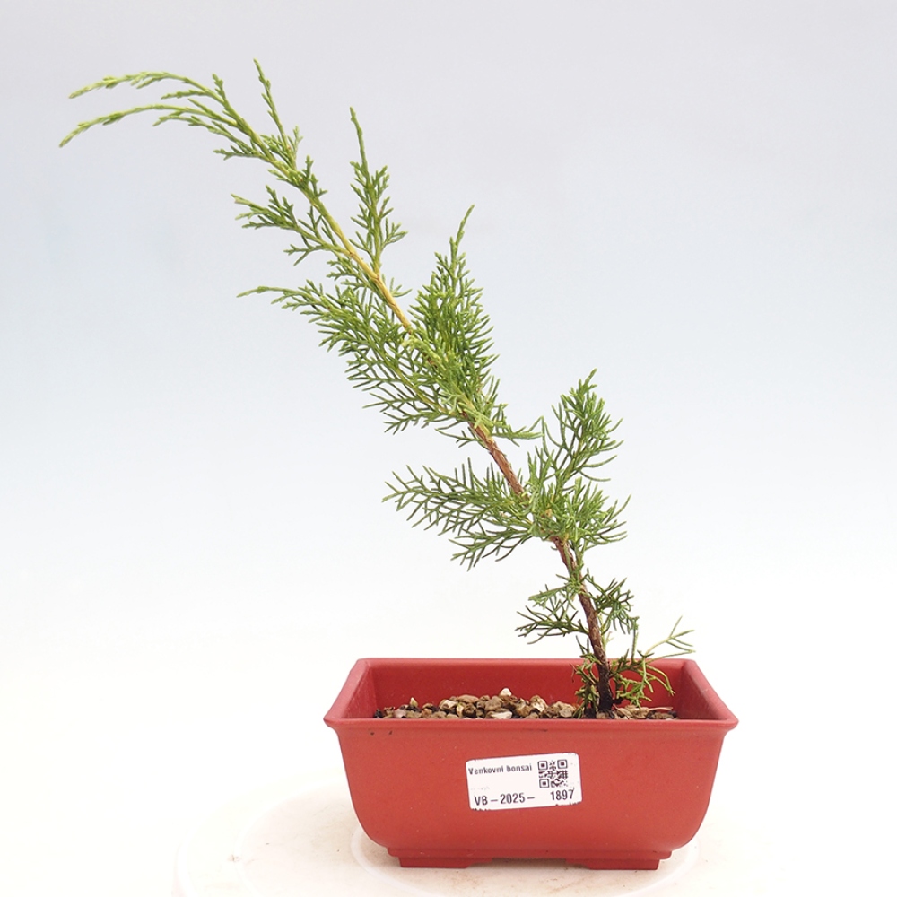 Bonsaï d'extérieur - Juniperus chinensis Itoigawa