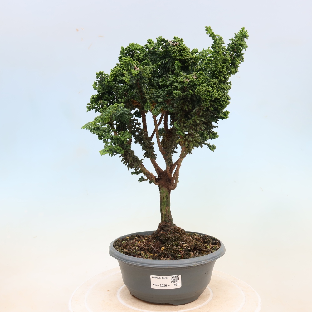 Bonsaï d'extérieur - Cham. obtusa SEKKA HINOKI - Cyprès