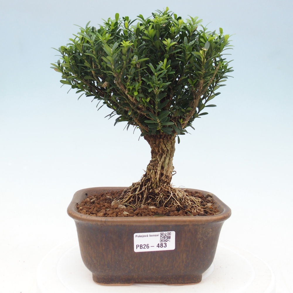 Bonsaï de chambre - Buxus harlandii - buxus liège
