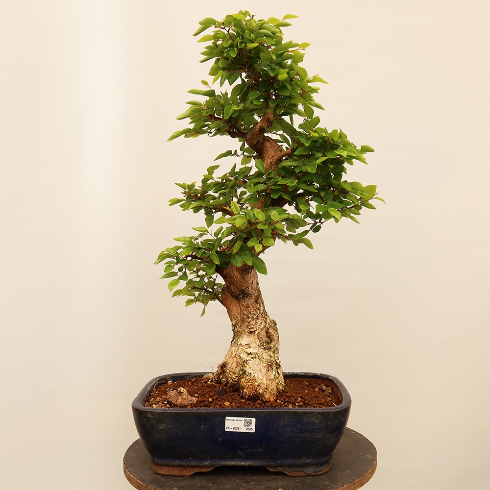Bonsaï d'extérieur -Carpinus Coreana - Charme de Corée