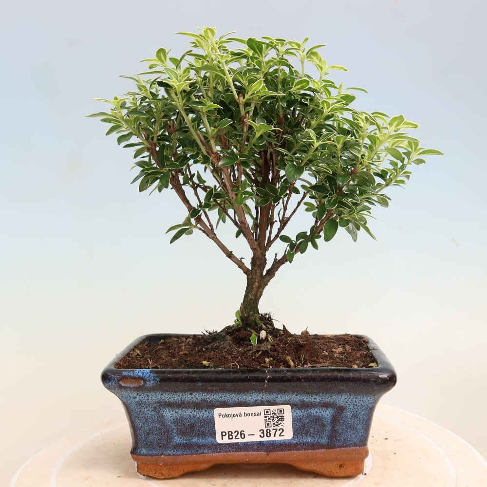 Salle bonsaï - Serissa foetida Variegata - Arbre aux mille étoiles