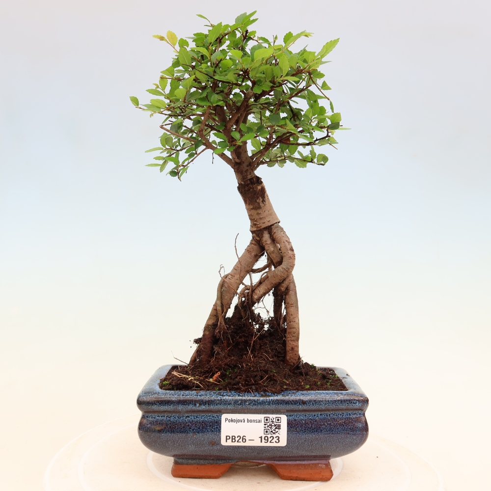 Bonsaï de chambre - Ulmus parvifolia - Orme à petites feuilles