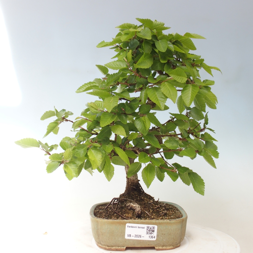 Bonsaï d'extérieur -Carpinus CARPINOIDES - Charme de Corée