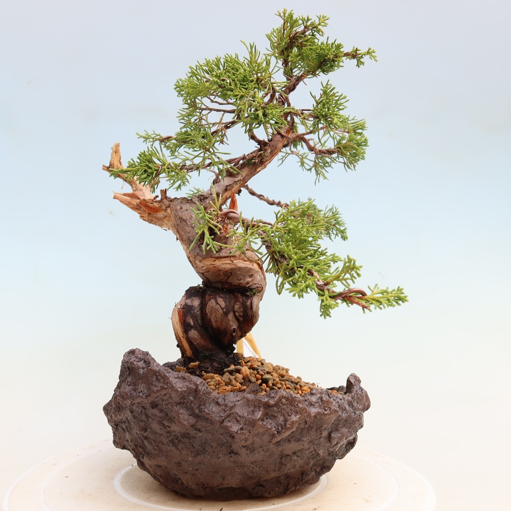 Bonsaï d'extérieur - Juniperus chinensis Itoigawa-Juniperus chinensis