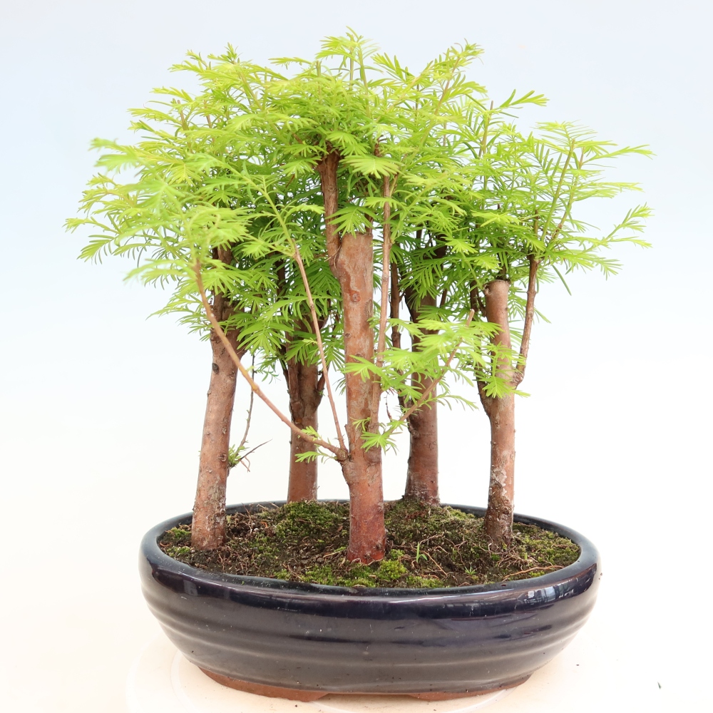 Bonsaï d'extérieur - Metasequoia glyptostroboides - Métaséquoia de Chine - petit bosquet