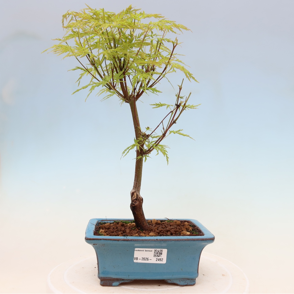 Bonsaï d'extérieur - Acer palmatum Dissectum