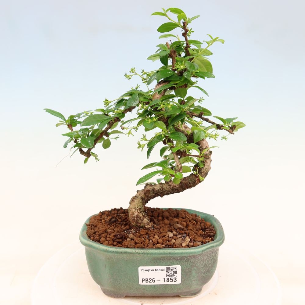 Bonsaï de chambre - Carmona macrophylla - Tea fuki