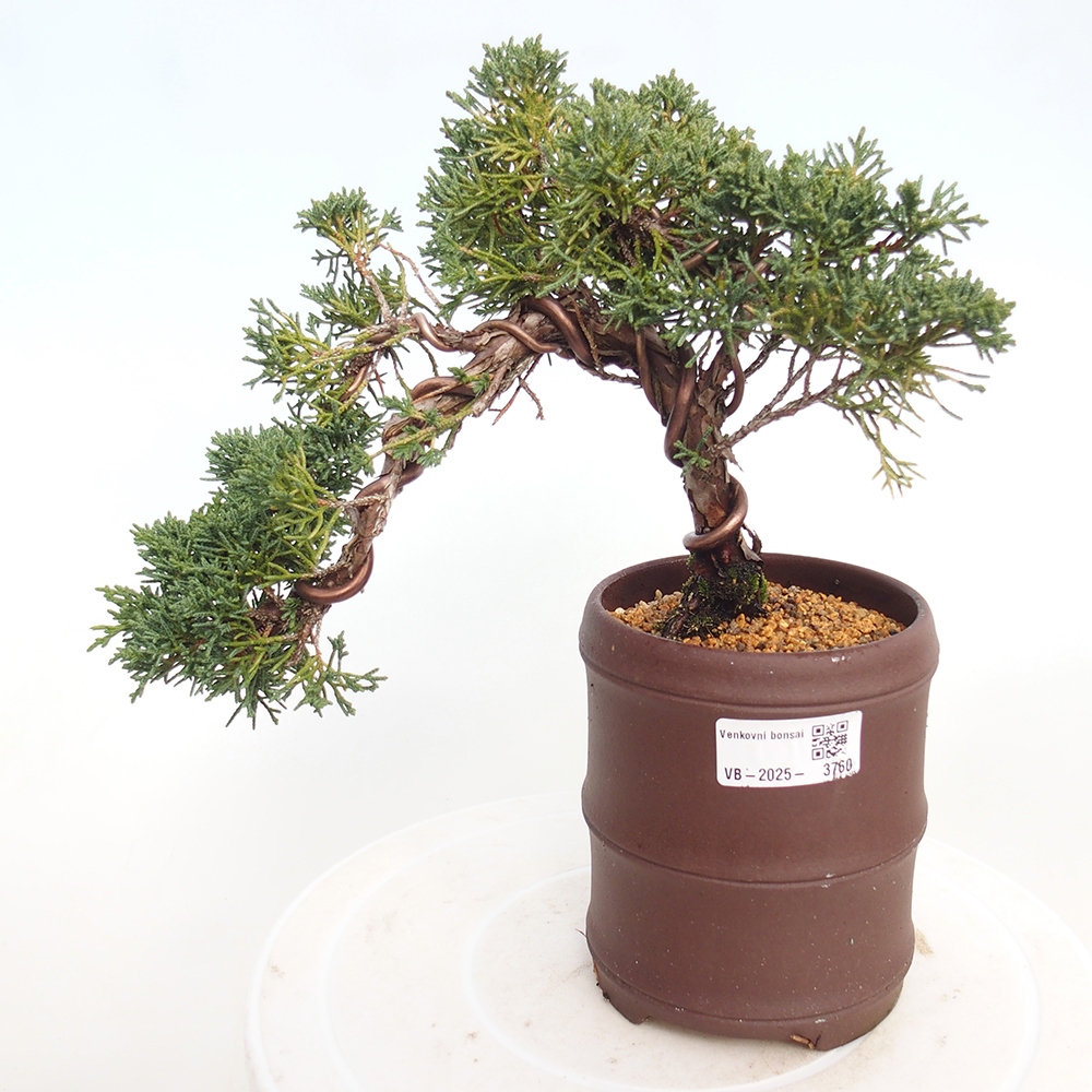 Bonsaï d'extérieur - Juniperus chinensis Kishu