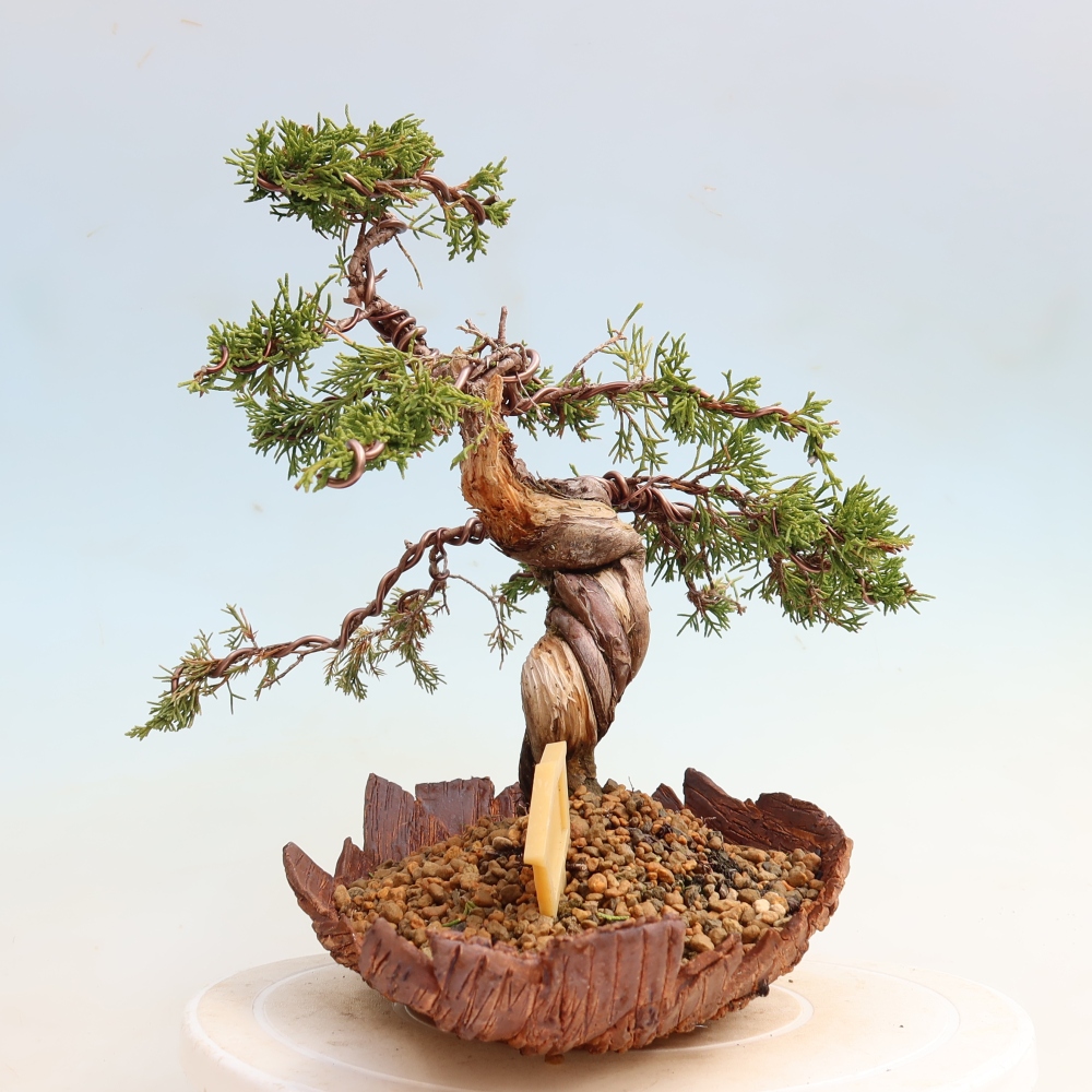 Bonsaï d'extérieur - Juniperus chinensis Itoigawa-Juniperus chinensis
