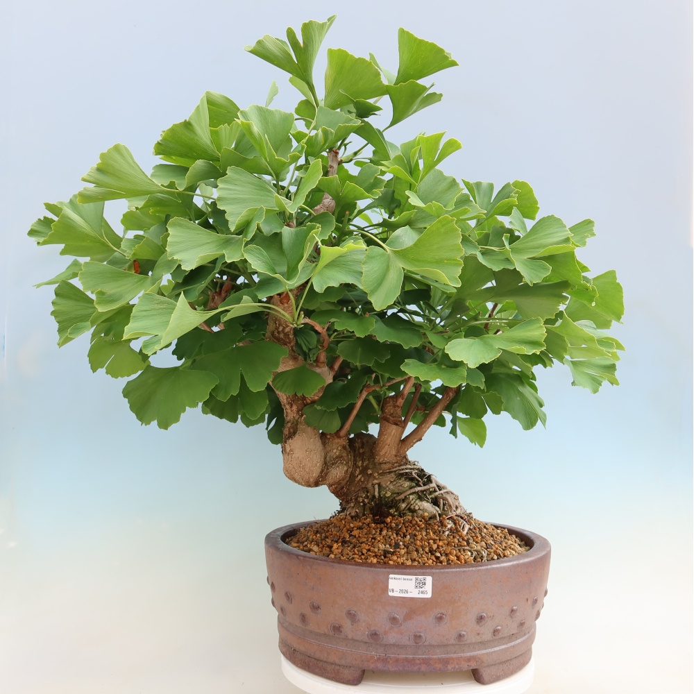 Bonsaïs d'extérieur - Ginkgo biloba - Ginkgo biloba