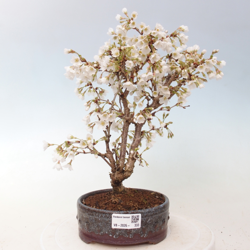 Bonsaï d'extérieur - Prunus incisa Kojou-no mai-Plivon découpé