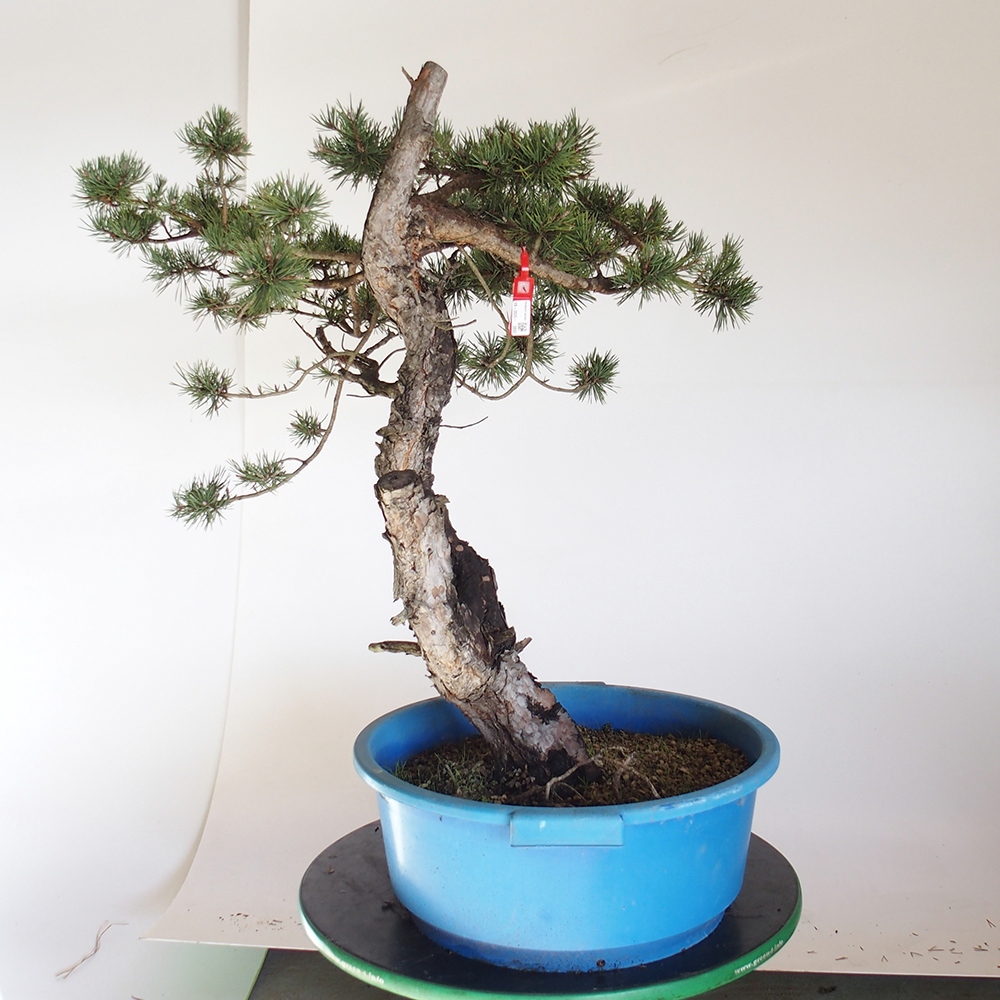 Yamadori - Pinus sylvestris Espagne
