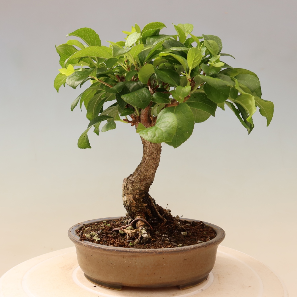 Bonsaï d'extérieur - Celastrus orbiculatus
