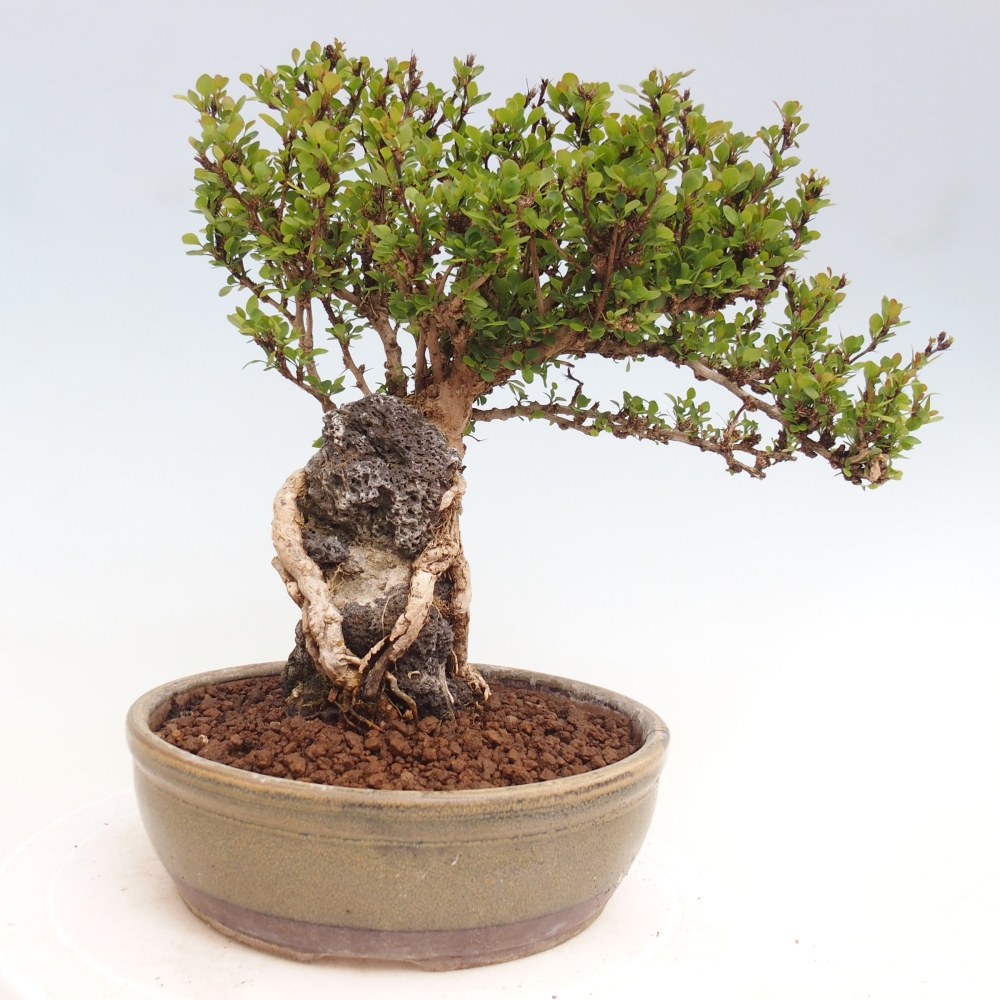 Bonsaï d'extérieur - Berberis coreana