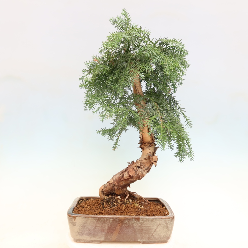 Bonsaï de chambre - Araucaria - épicéa de chambre
