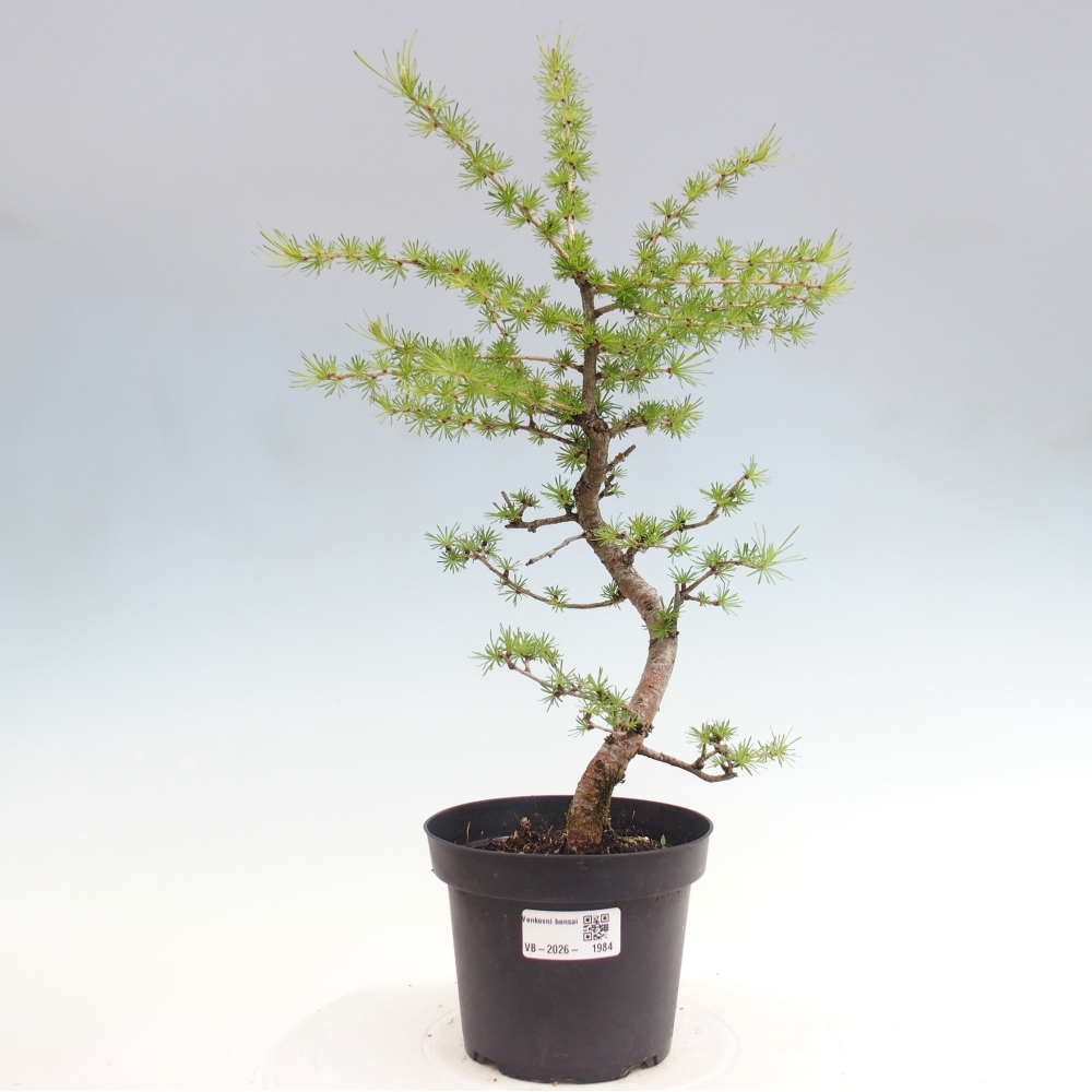 Bonsaï d'extérieur -Larix decidua - Mélèze
