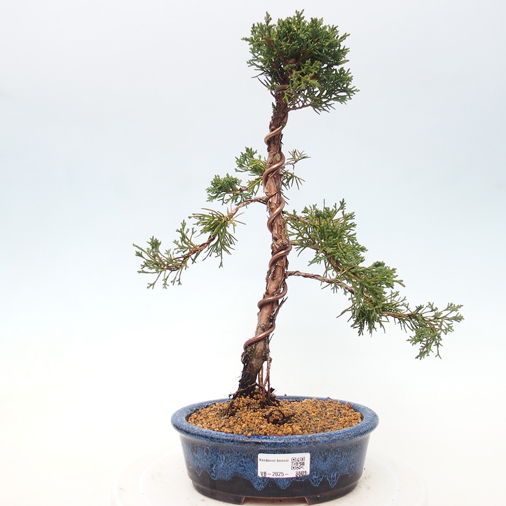 Bonsaï d'extérieur - Juniperus chinensis Kishu