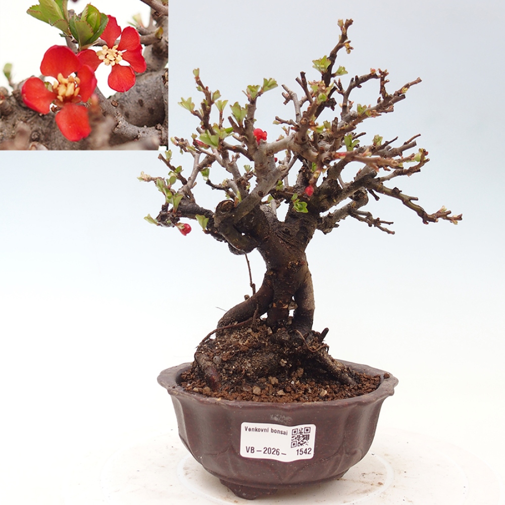 Bonsaï d'extérieur - Chaneomeles speciosa - Coing