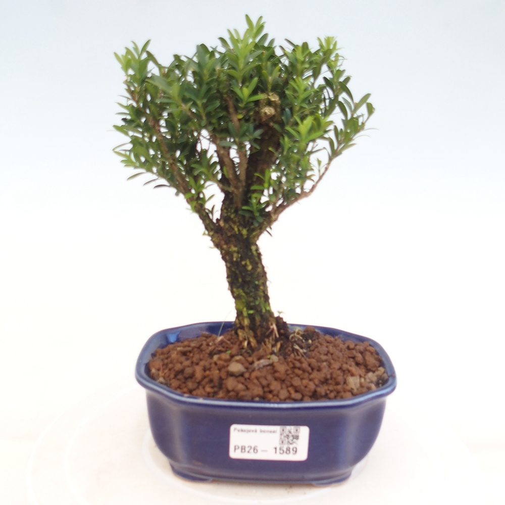 Bonsaï de chambre - Buxus harlandii - buxus liège