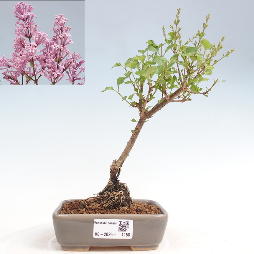 Bonsaï d'extérieur - Syringa Meyeri Palibin - Lilas de Meyer