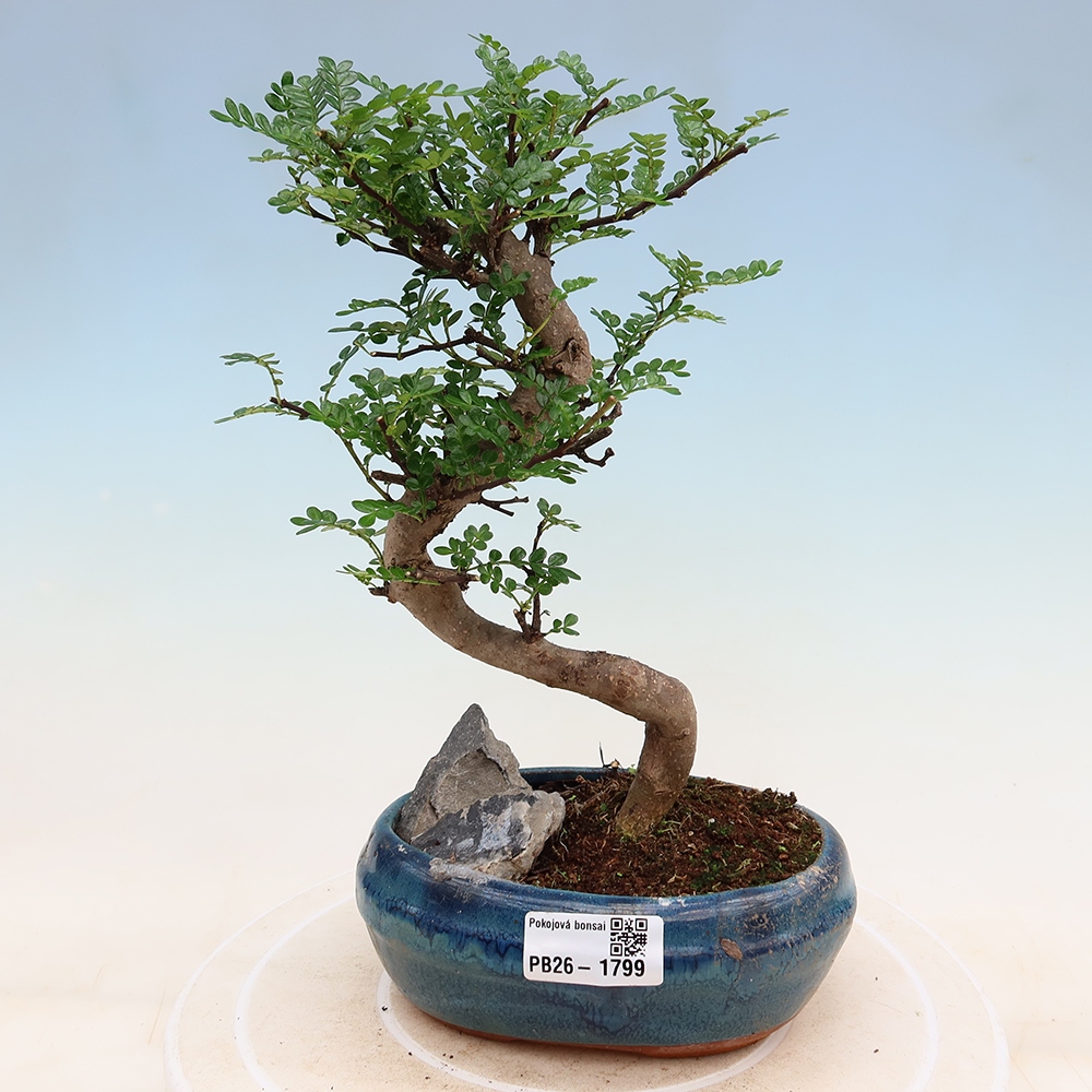Salle bonsaï - Zantoxylum piperitum - arbre à poivre