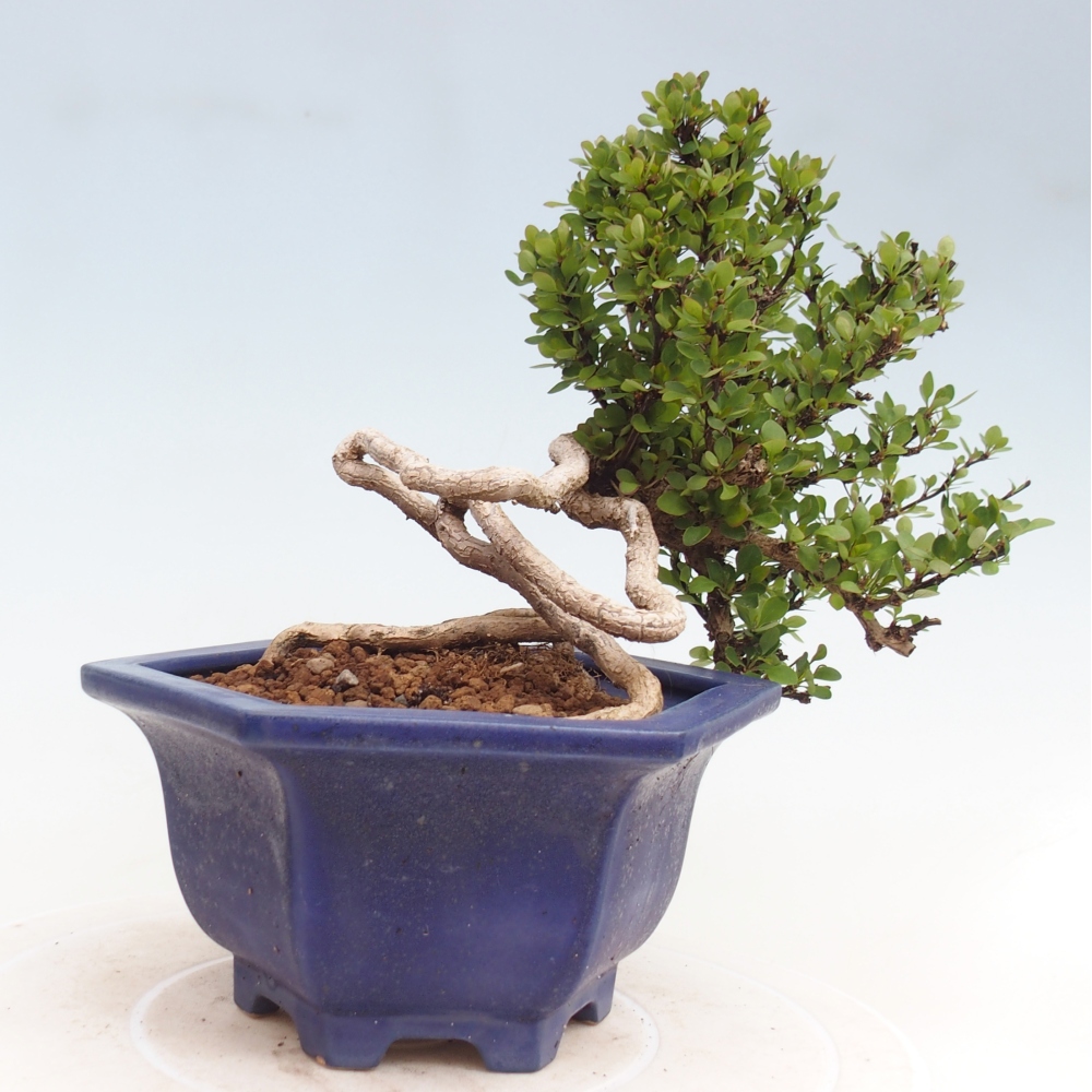 Bonsaï d'extérieur - Berberis coreana