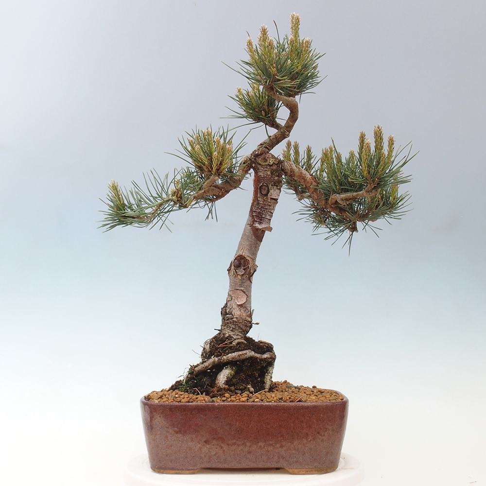 Bonsaï d'extérieur - Pinus Sylvestris Watererri - Pin sylvestre
