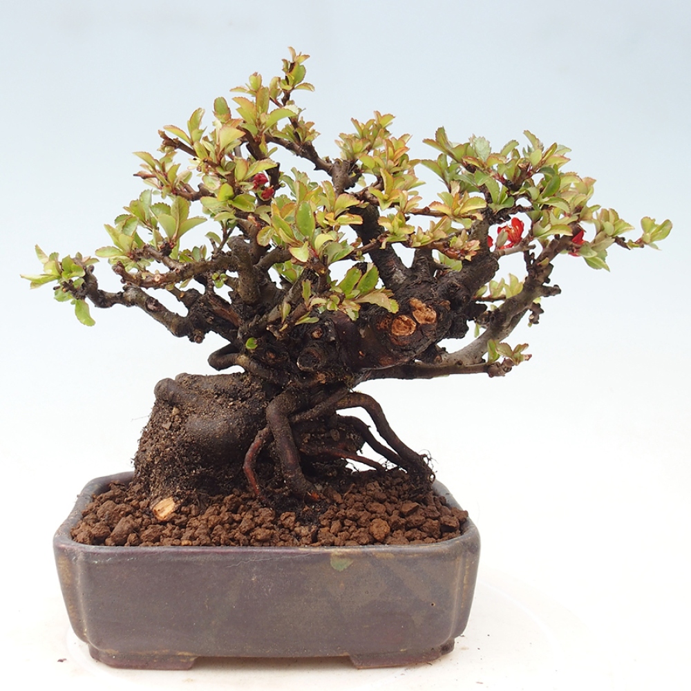 Bonsaï d'extérieur - Chaneomeles speciosa - Coing