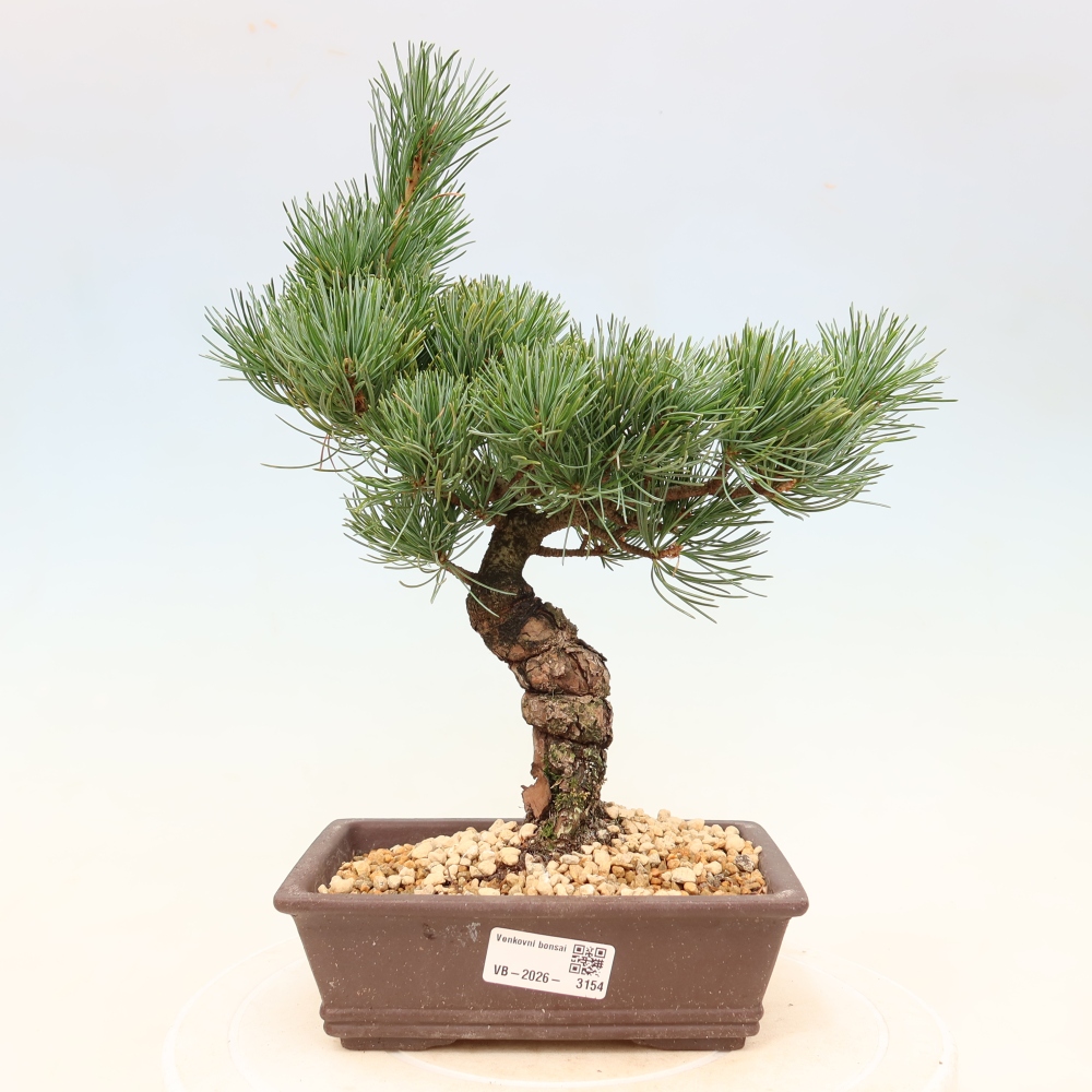 Bonsaï d'extérieur - Pinus parviflora - Pinus parviflora