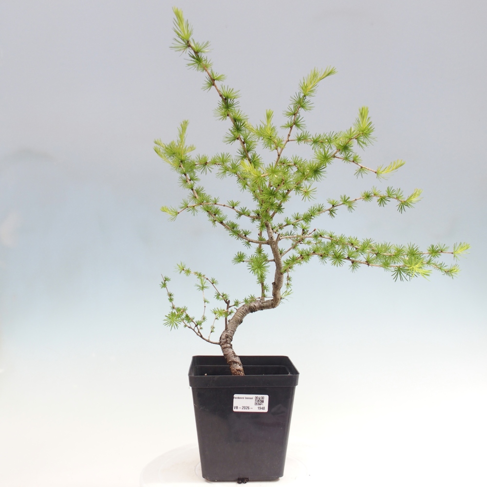 Bonsaï d'extérieur -Larix decidua - Mélèze
