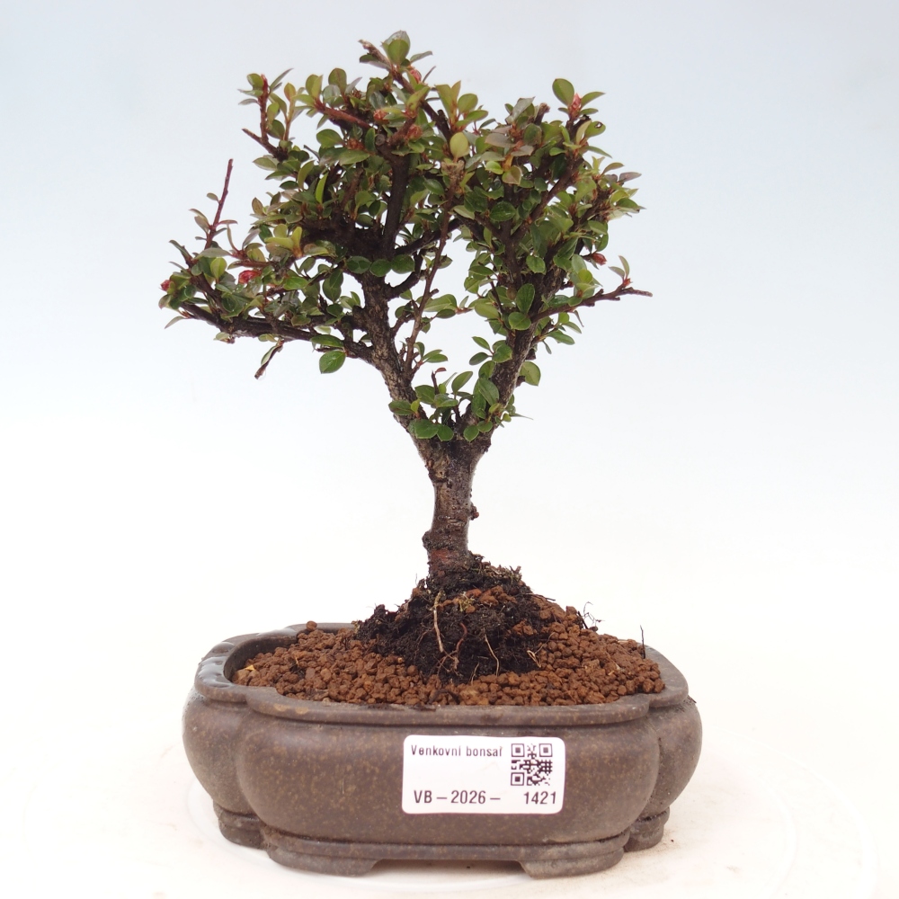 Bonsaï d'extérieur - Cotoneaster horizontalis - Rocky Mountain