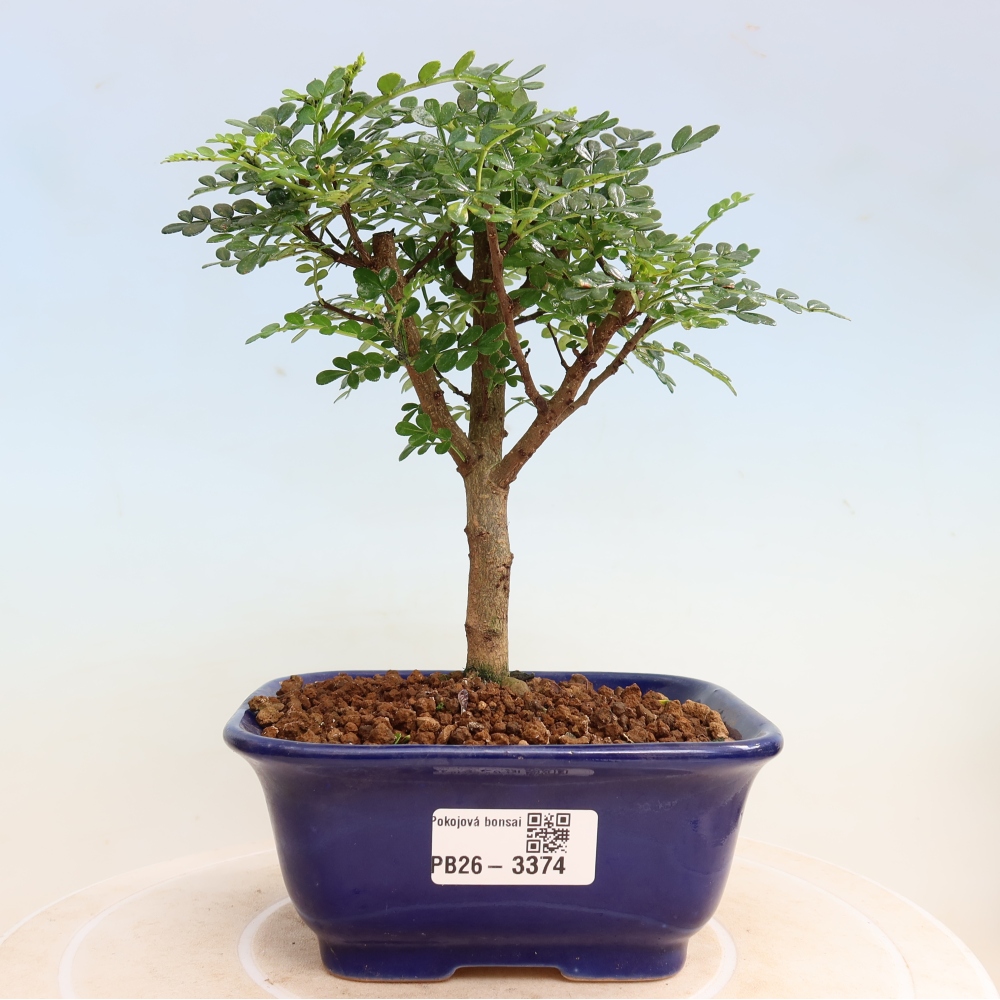 Salle bonsaï - Zantoxylum piperitum - arbre à poivre