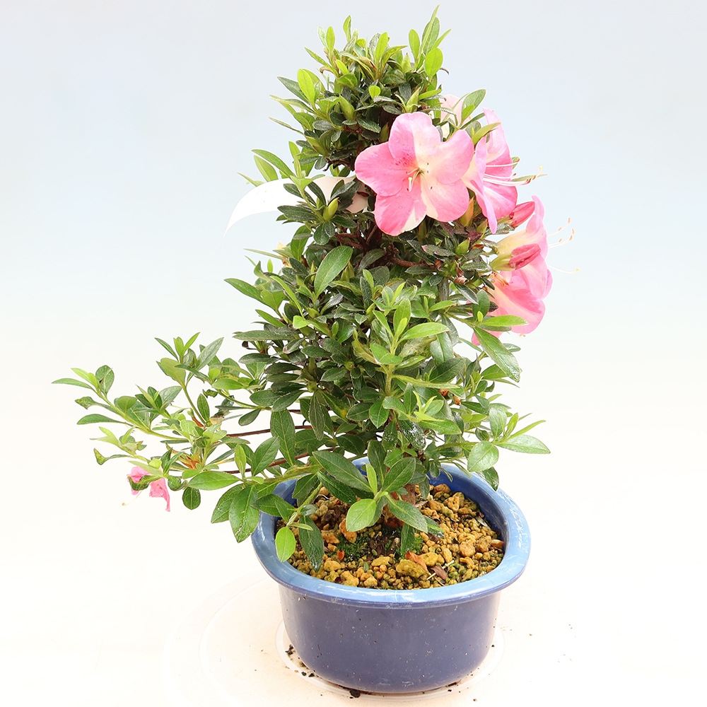 Bonsaï d'extérieur - Azalée japonaise - Azalea Santoka
