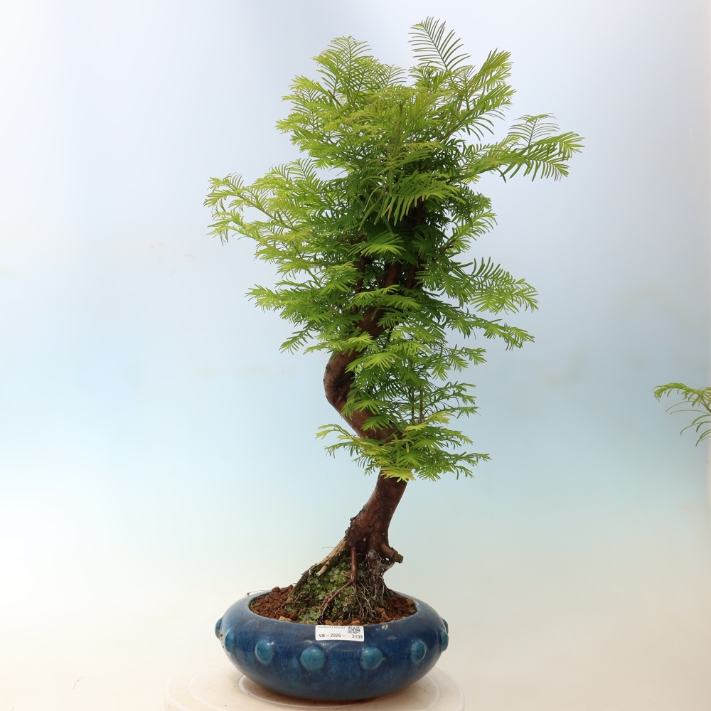 Bonsaï d'extérieur - Metasequoia glyptostroboides - Metasequoia chinois
