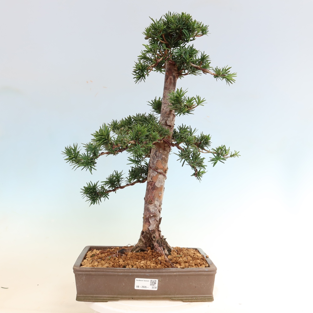 Bonsaï d'extérieur - Taxus cuspidata - If japonais