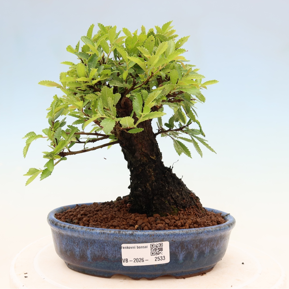 Bonsaï d'extérieur - Zelkova - Zelkova NIRE