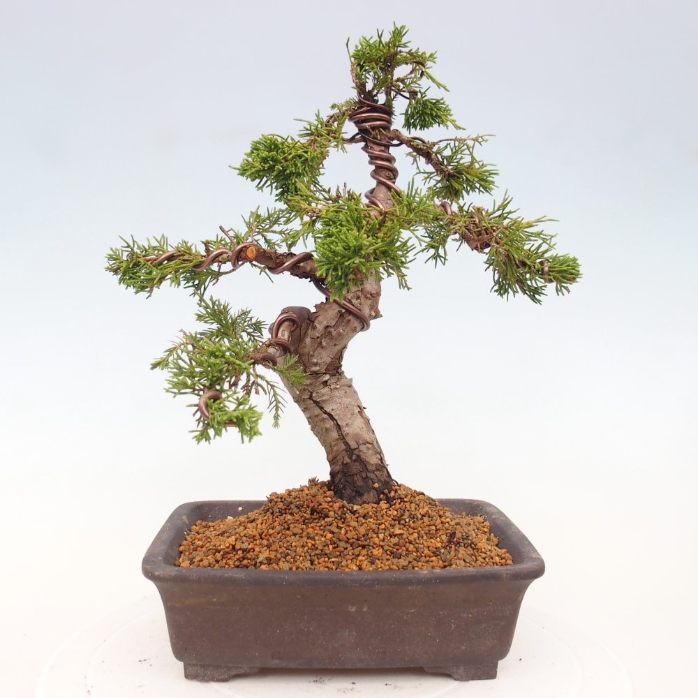 Bonsaï d'extérieur - Juniperus chinensis Itoigawa