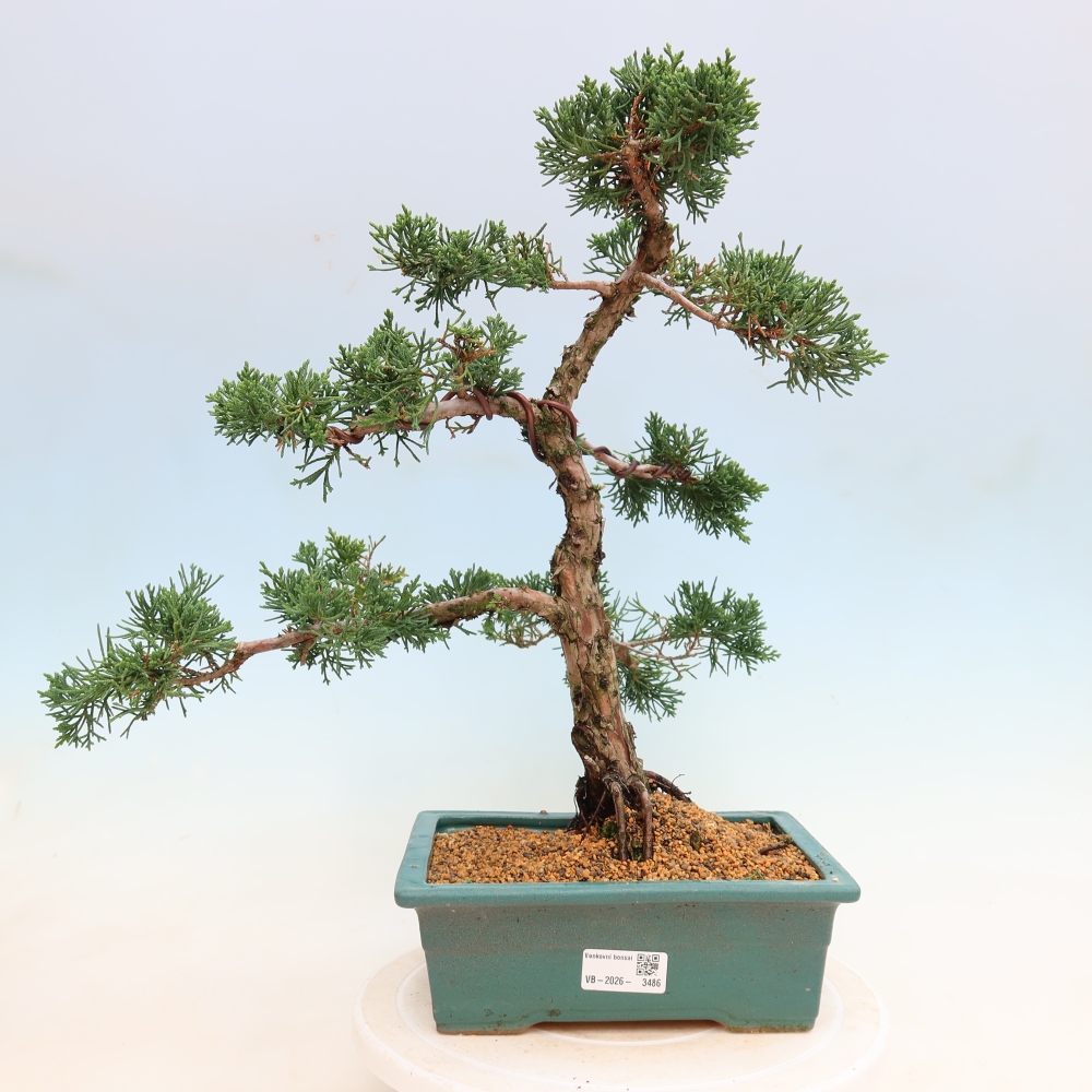 Bonsaï d'extérieur - Juniperus chinensis Kishu