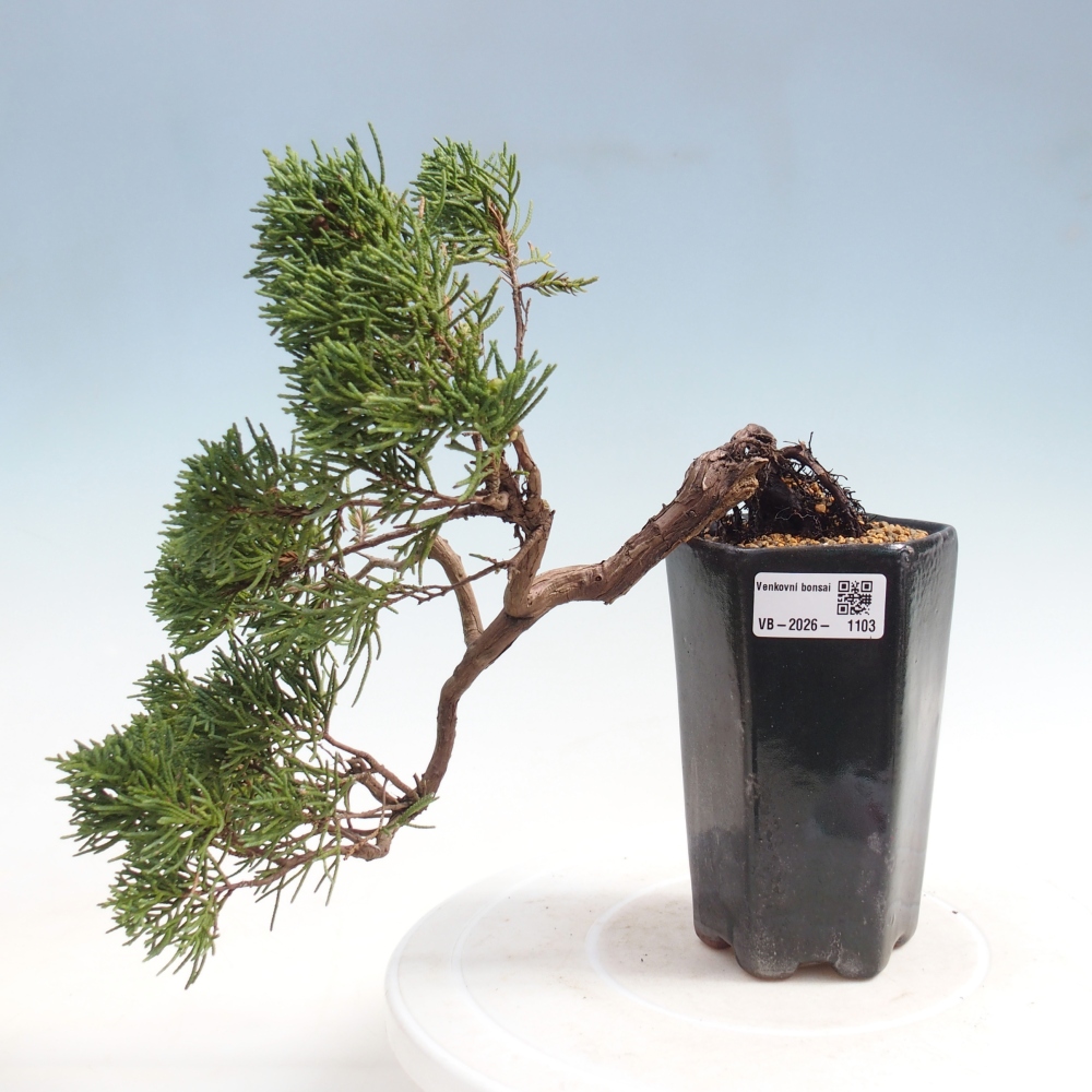 Bonsaï d'extérieur - Juniperus chinensis Kishu