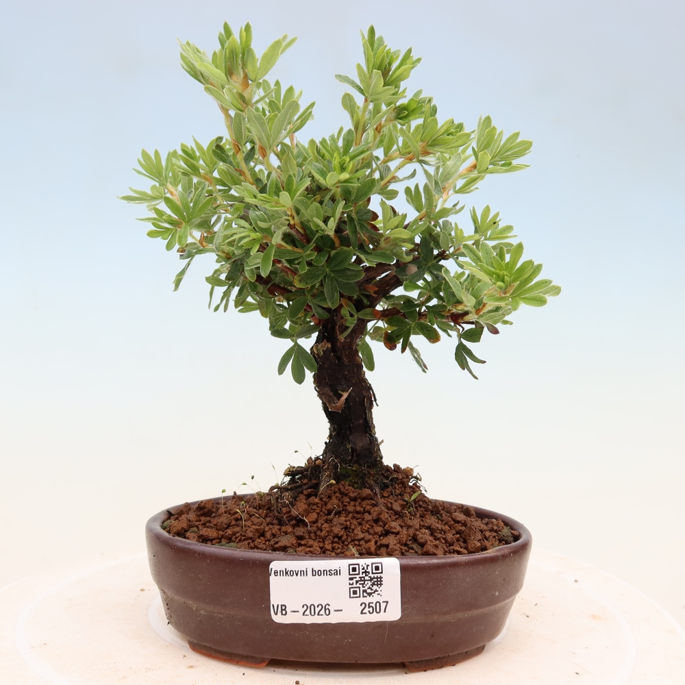Bonsaï d'extérieur - Potentila fruticosa