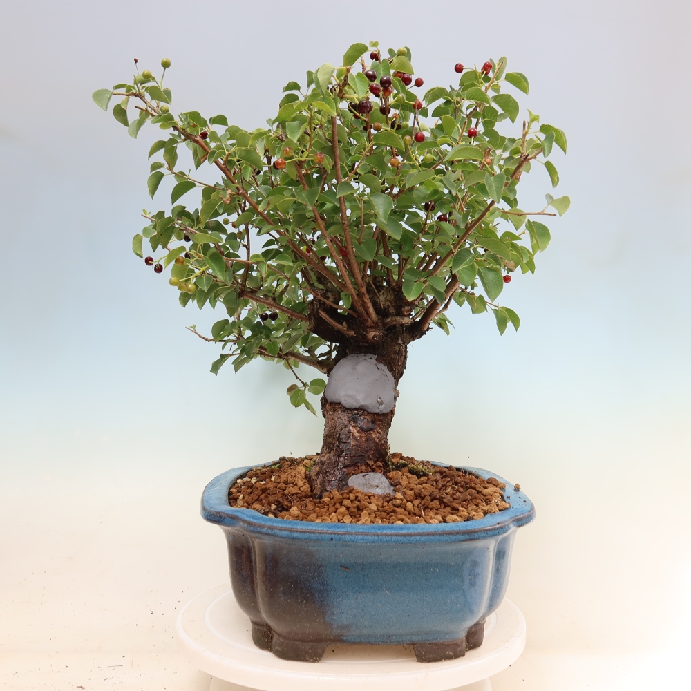 Bonsaï d'extérieur - Mahalebka - Prunus mahaleb