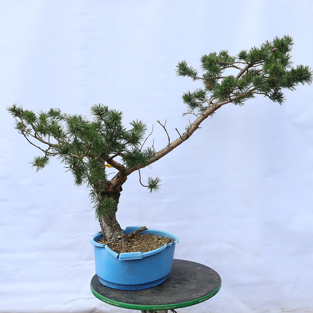 Pinus sylvestris Espagne - pin sylvestre