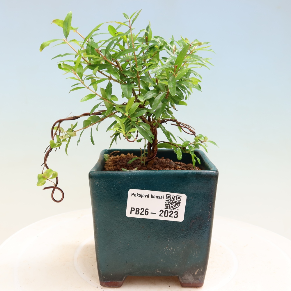 Bonsaï de chambre-PUNICA granatum nana-Pomme grenat