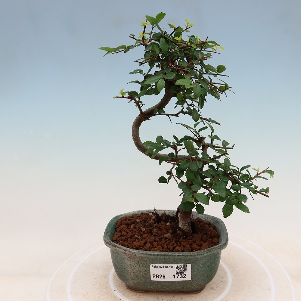 Bonsaï de chambre - Ulmus parvifolia - Orme à petites feuilles