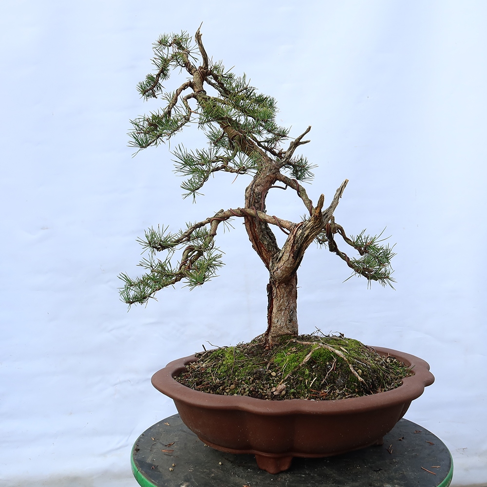 Pinus sylvestris Espagne - pin sylvestre