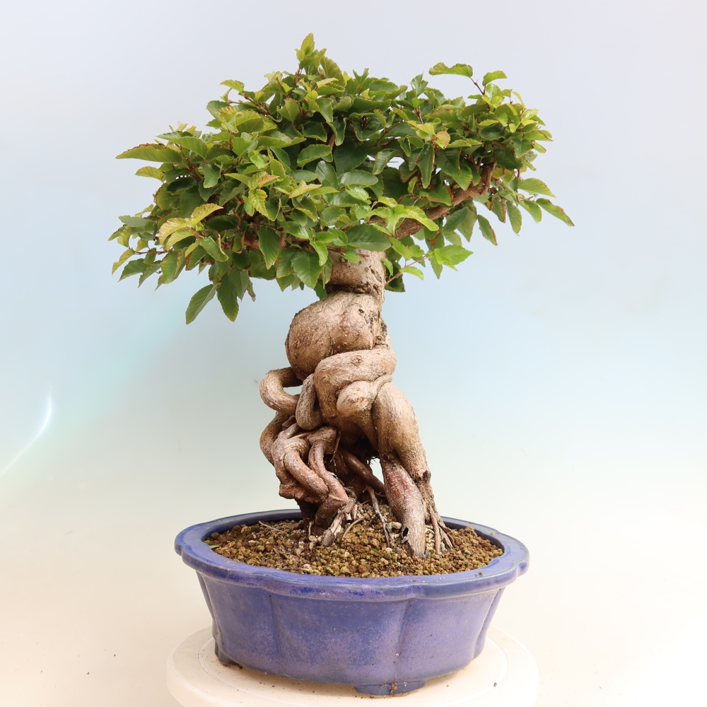 Bonsaï d'extérieur -Carpinus CARPINOIDES - Charme de Corée