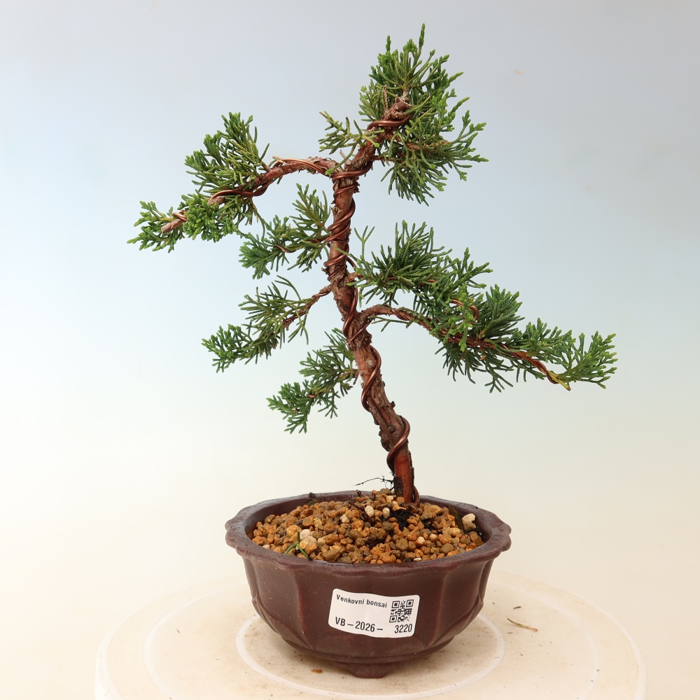 Bonsaï d'extérieur - Juniperus chinensis Kishu