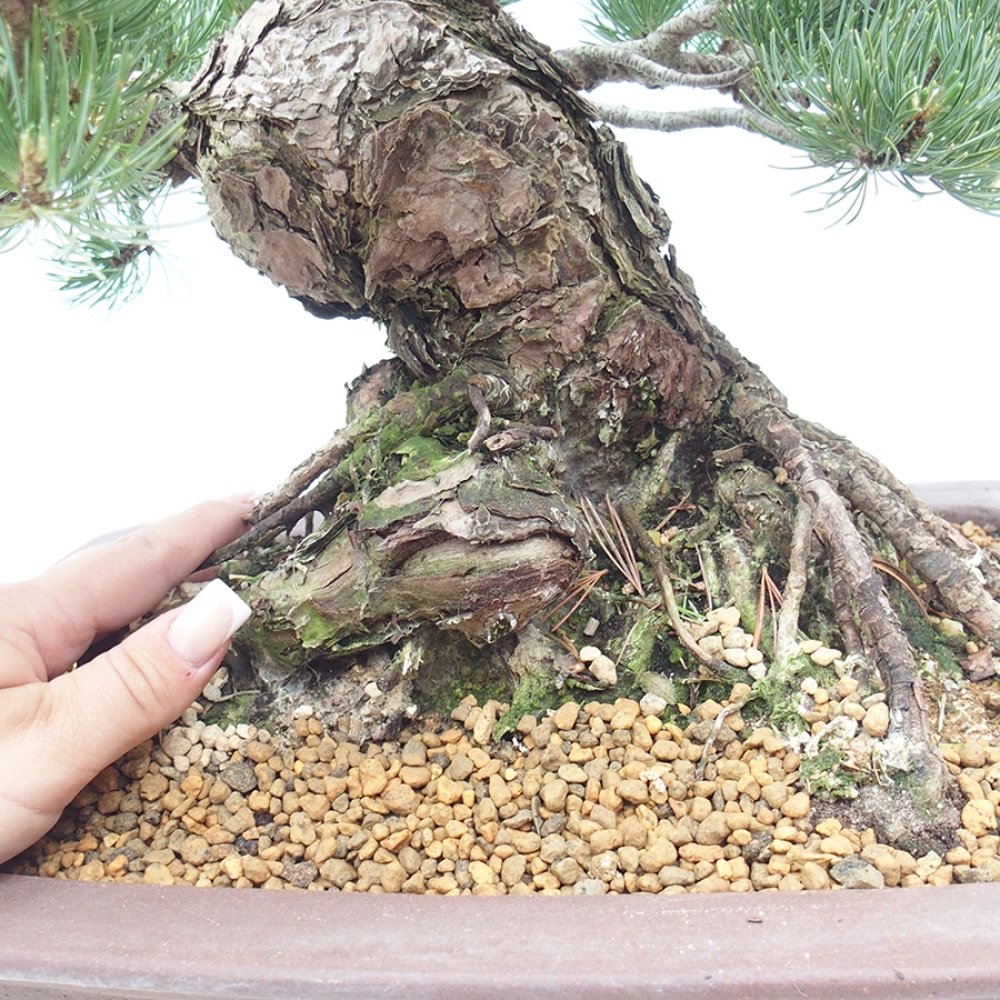 Bonsaï d'extérieur - Pinus parviflora - Pinus parviflora