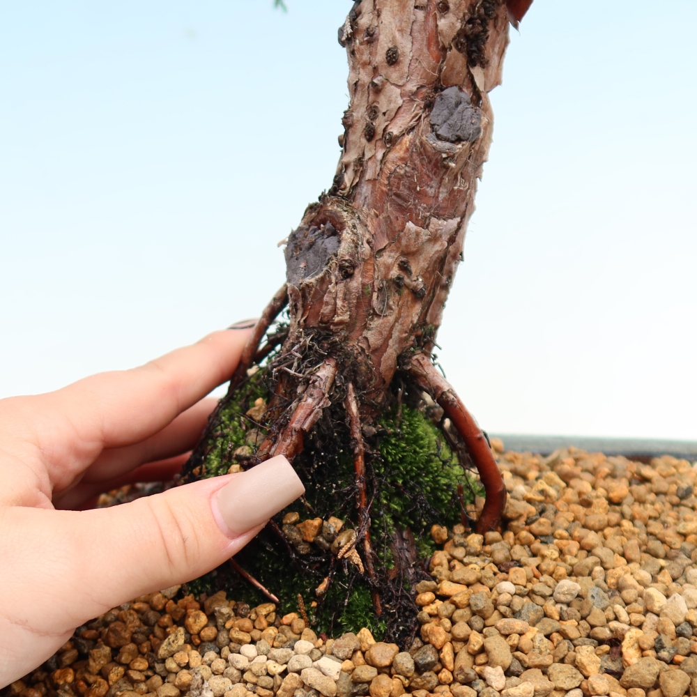 Bonsaï d'extérieur - Juniperus chinensis Kishu
