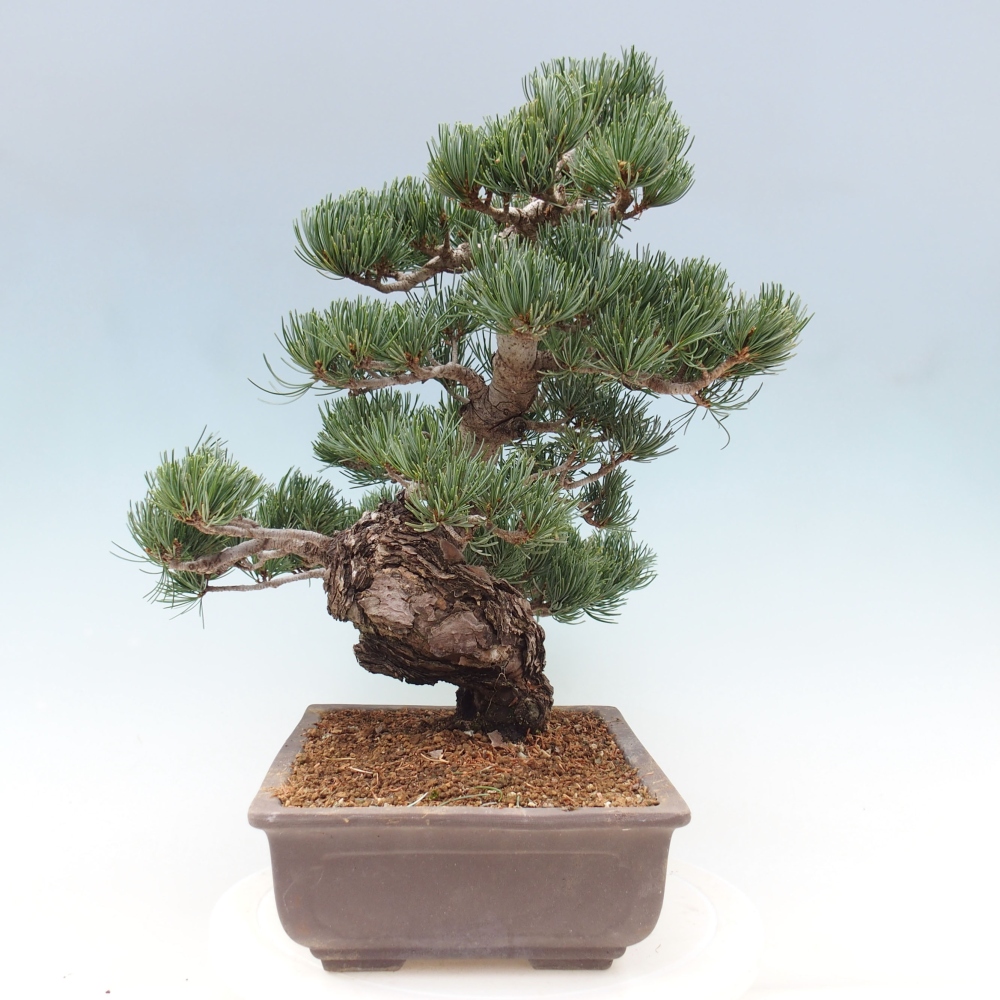 Bonsaï d'extérieur - Pinus parviflora - Pinus parviflora